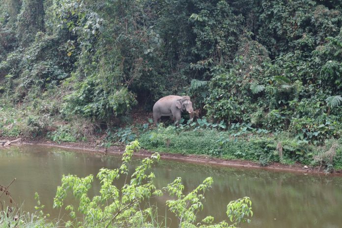 Wild elephant in Khao Yai National Park Wild elephant in Khao Yai National Park
