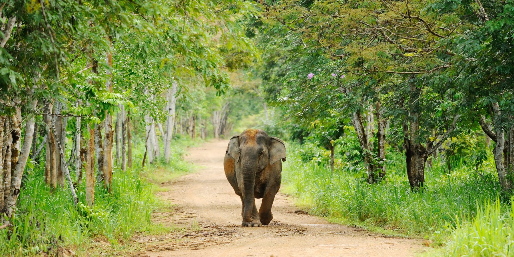 Asian elephant in Kui Buri National Park