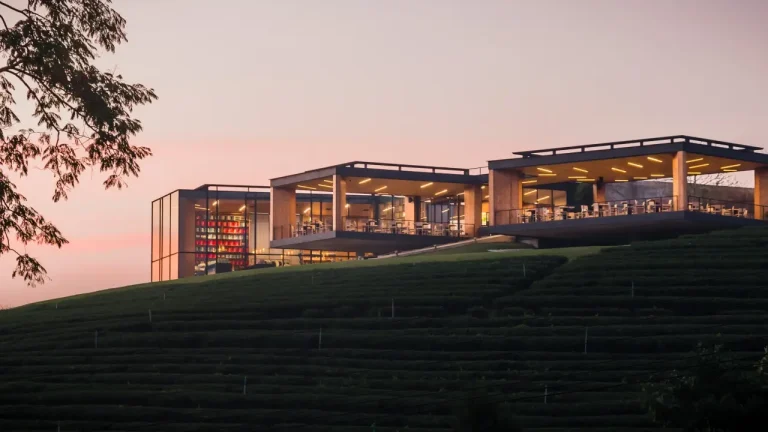Choui Fong Tea Plantation cafe and tea fields in Chiang Rai