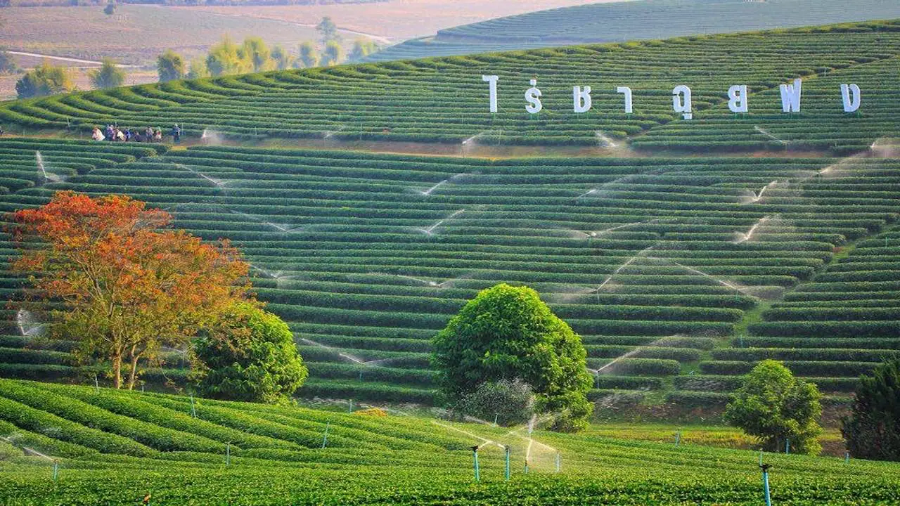 Tea terraces at Choui Fong Tea Plantation Chiang Rai