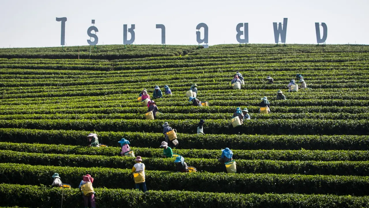 Tea field view at Choui Fong Tea Plantation in Chiang Rai