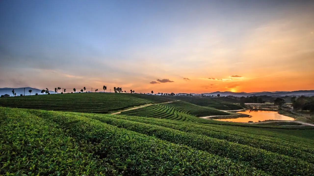 Hillside tea plantation at Choui Fong in Chiang Rai