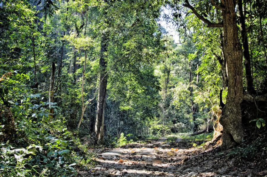 Forest road in Doi Suthep-Pui National Park
