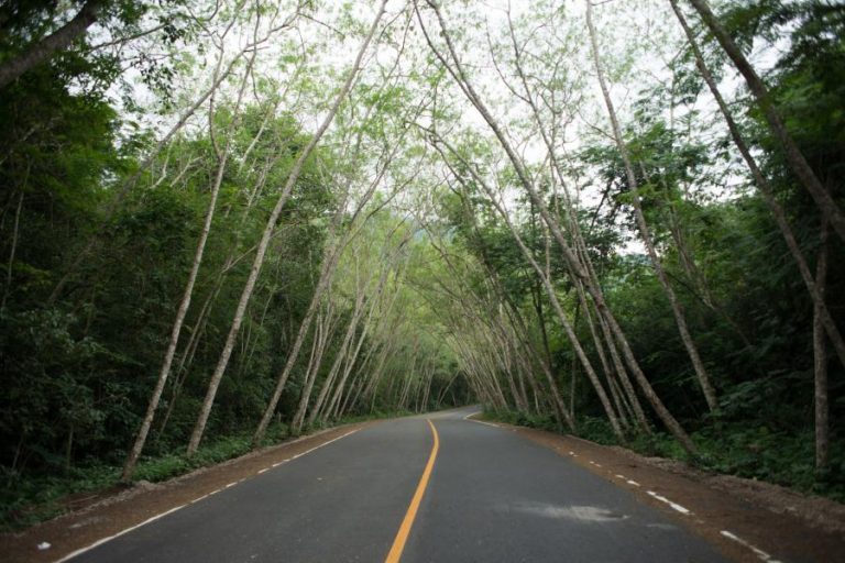 Forest road to campsites in Kaeng Krachan National Park
