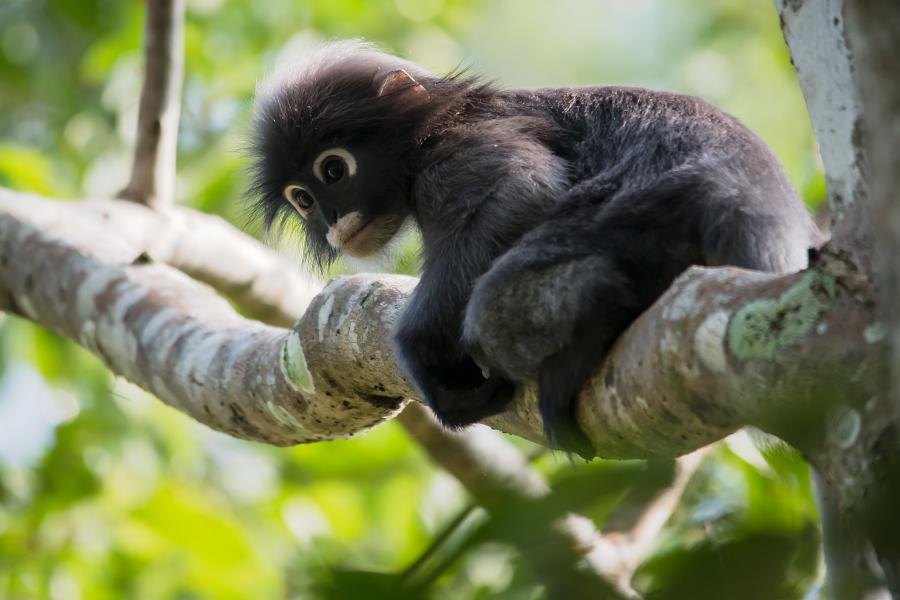 Dusky leaf monkey in Kaeng Krachan National Park