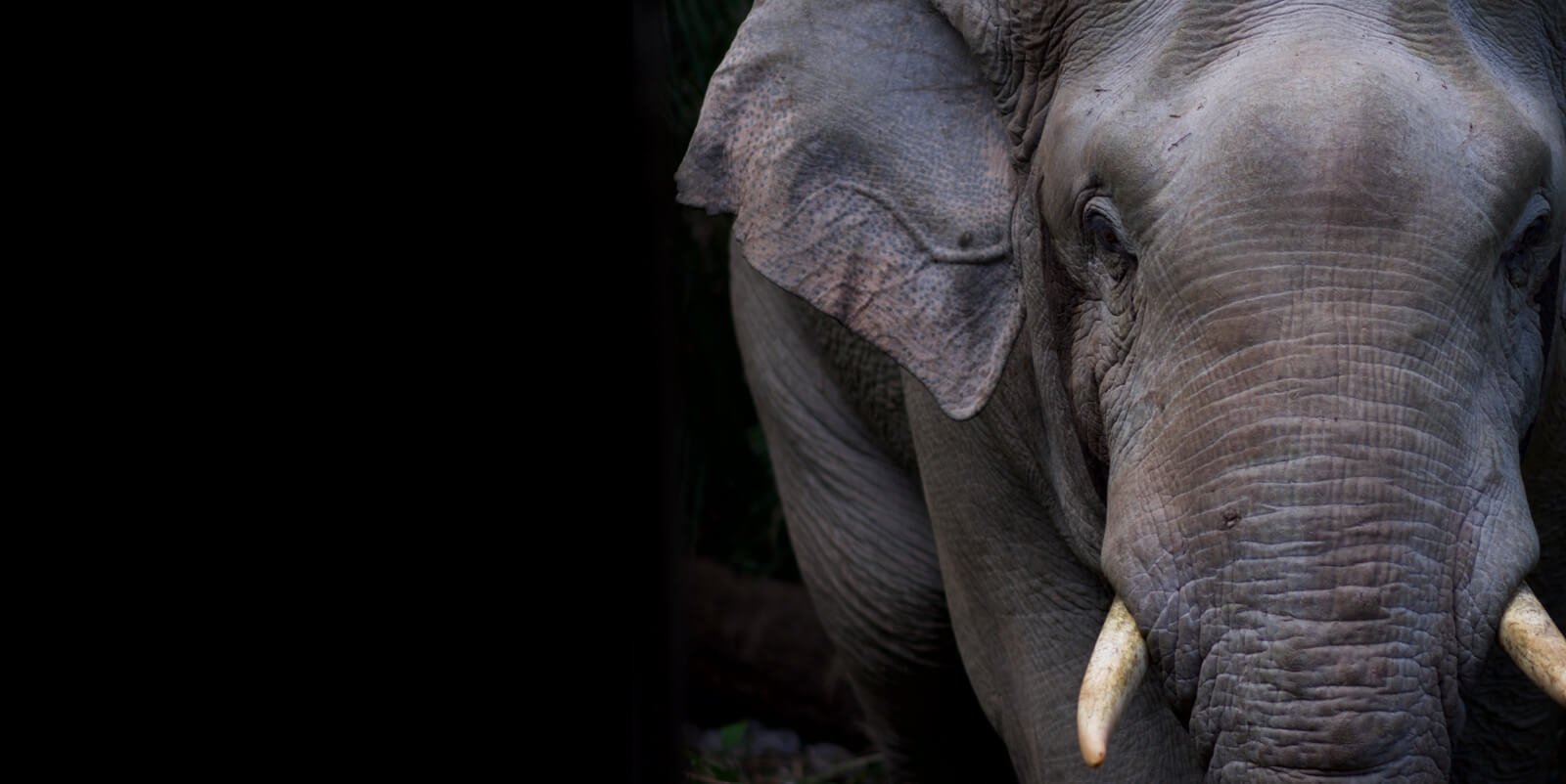Wild elephant in Khao Yai National Park