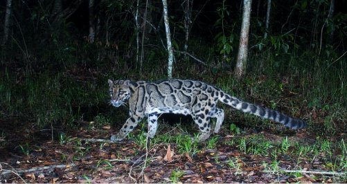 Night safari activity at Khao Yai National Park