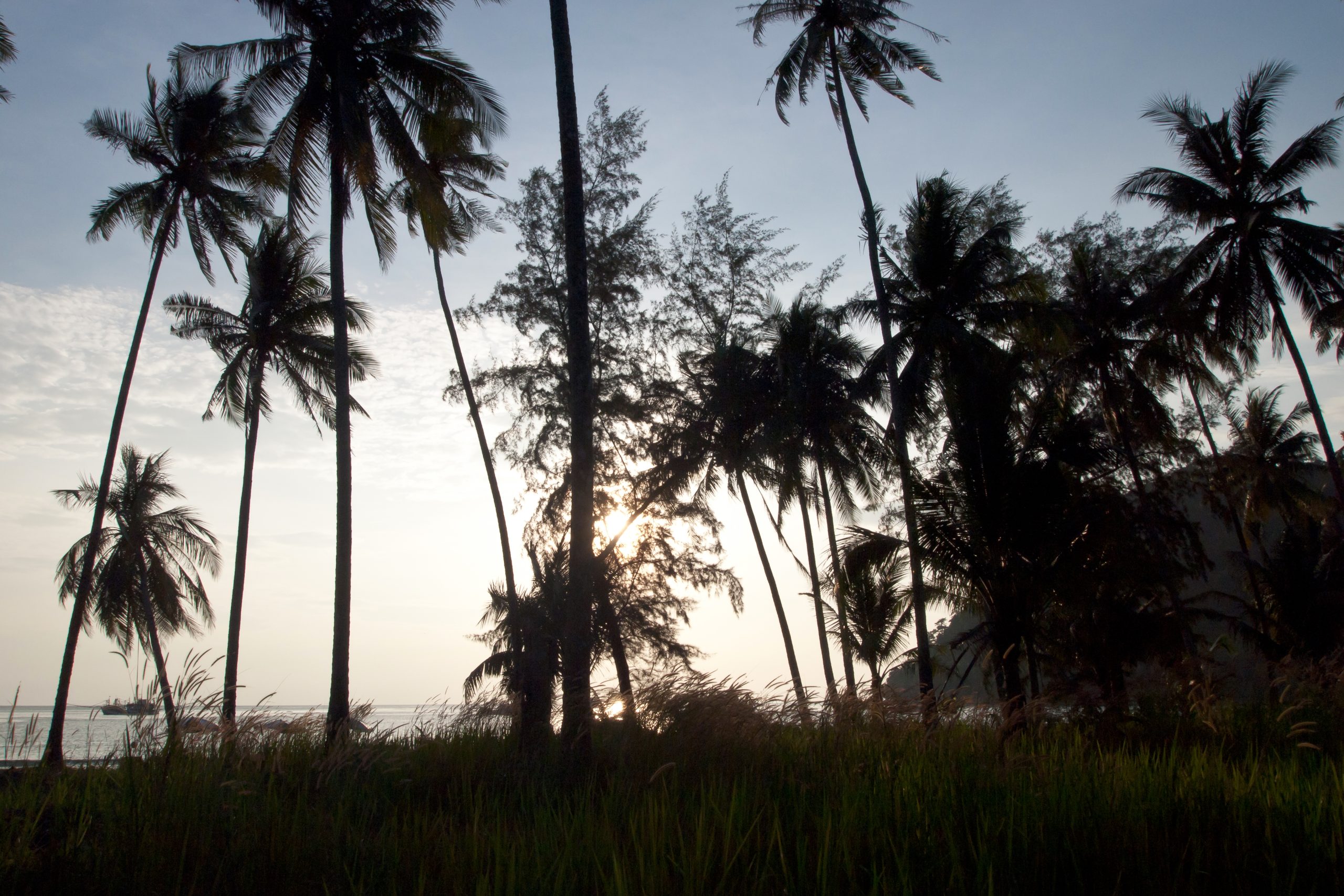 Palm trees on a Koh Kood beach in Thailand