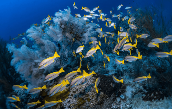 Diver on a Koh Tao reef