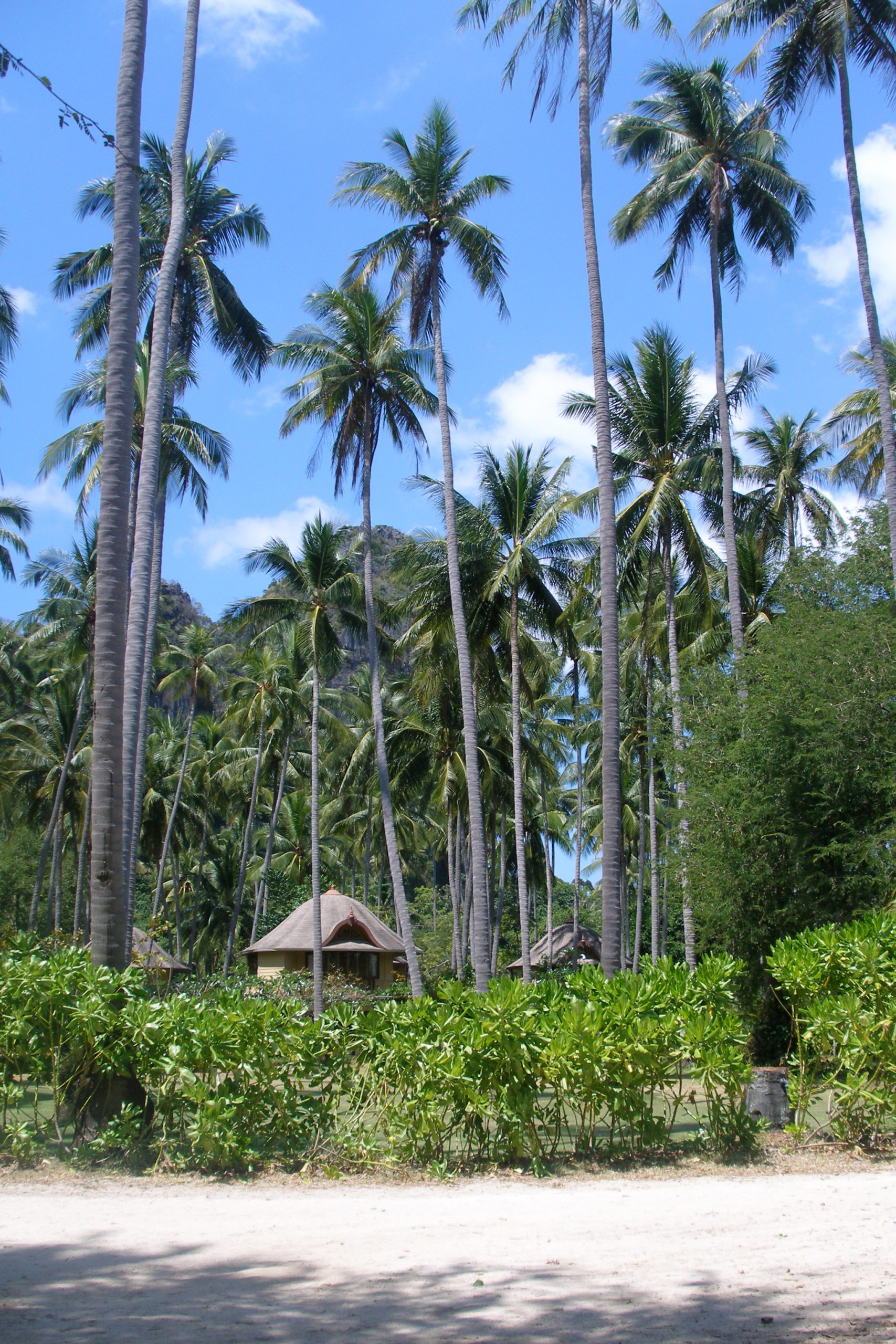 Palm trees and limestone cliffs at Railay Beach Krabi
