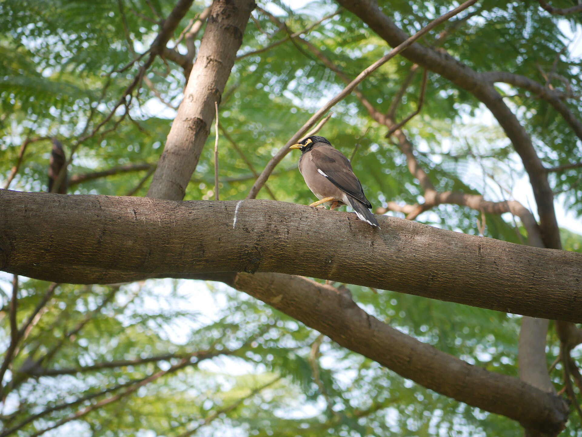 Vachirabenjatas Park or Rot Fai Park in Bangkok