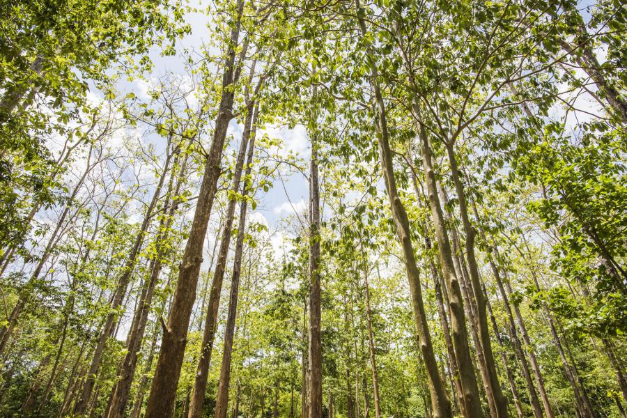 Teak forest in Sai Yok National Park