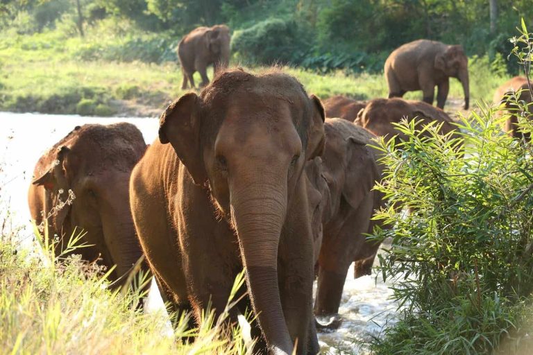 Rescued elephant at Elephant Nature Park Chiang Mai