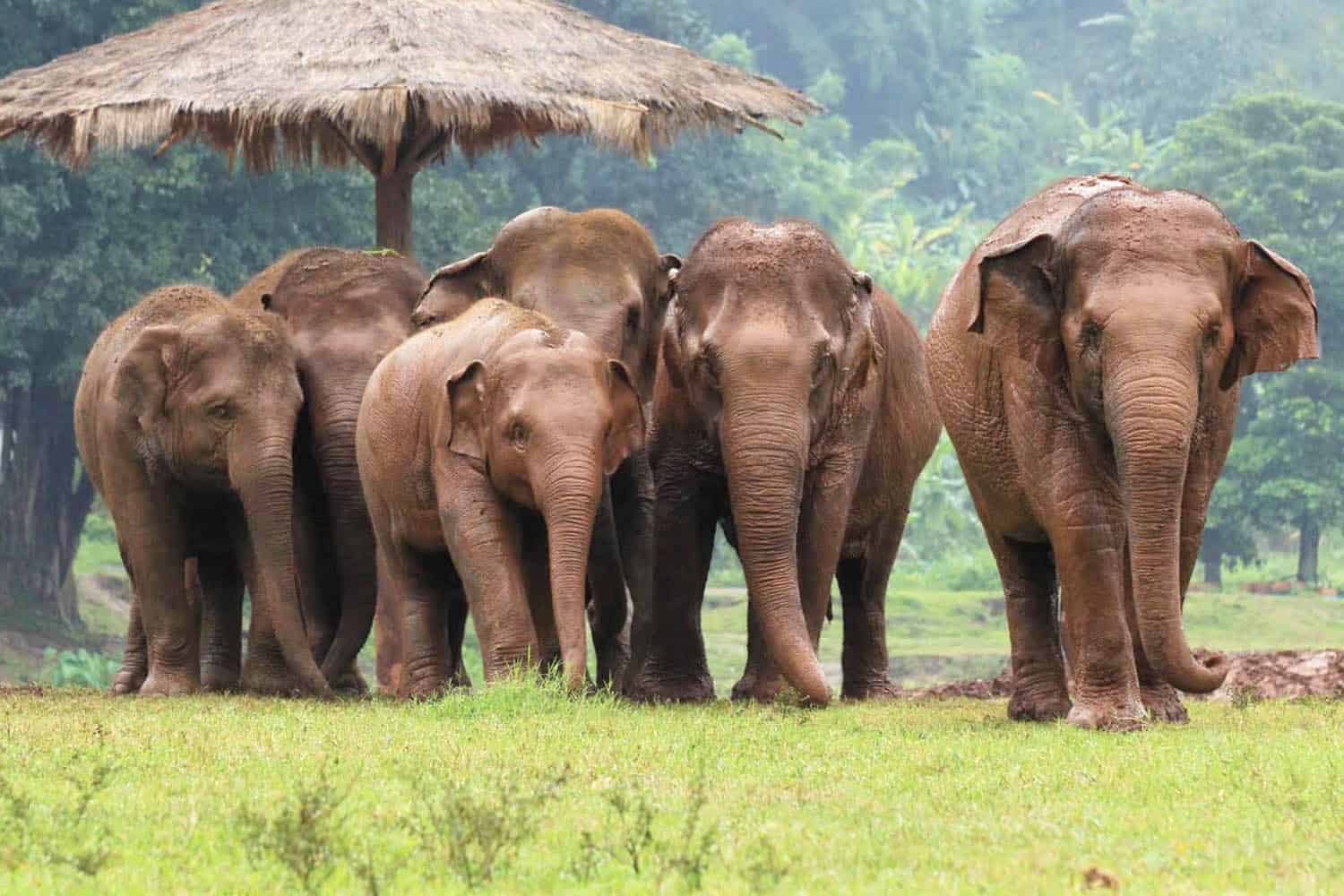 Half-day visit at Elephant Nature Park Chiang Mai