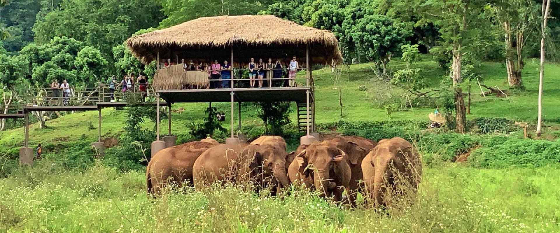 Sky walk visit at Elephant Nature Park Chiang Mai
