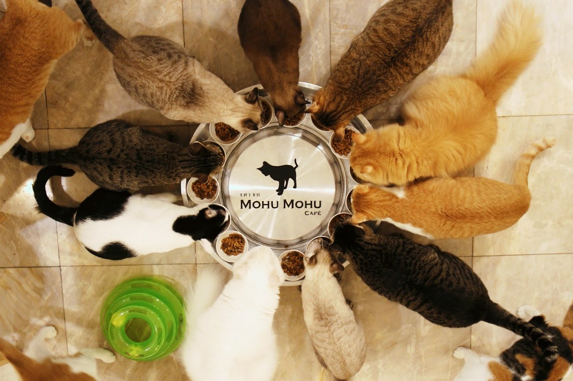 Cat room at Mohu Mohu Cafe Bangkok