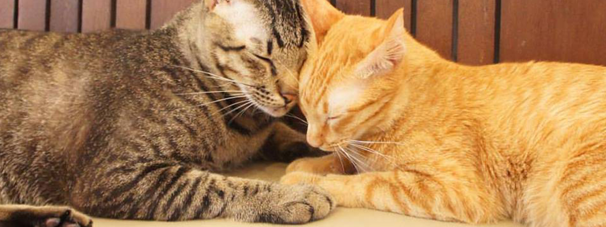 Cats at Mohu Mohu Cafe Bangkok