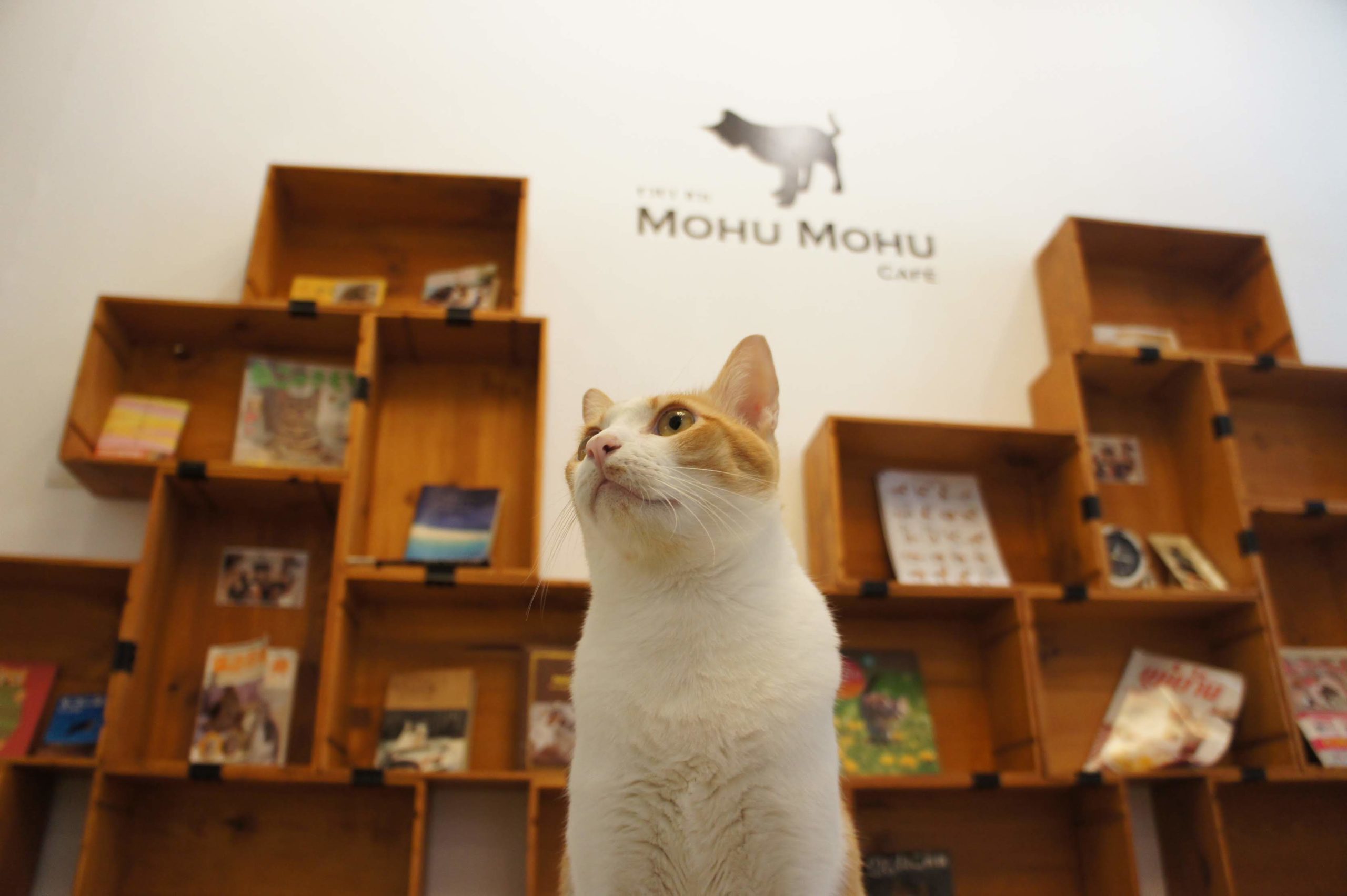 Interior at Mohu Mohu Cafe Bangkok