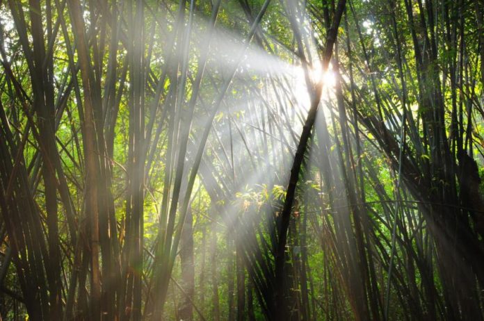 Nam Nao National Park bamboo forest Bamboo forest in Nam Nao National Park