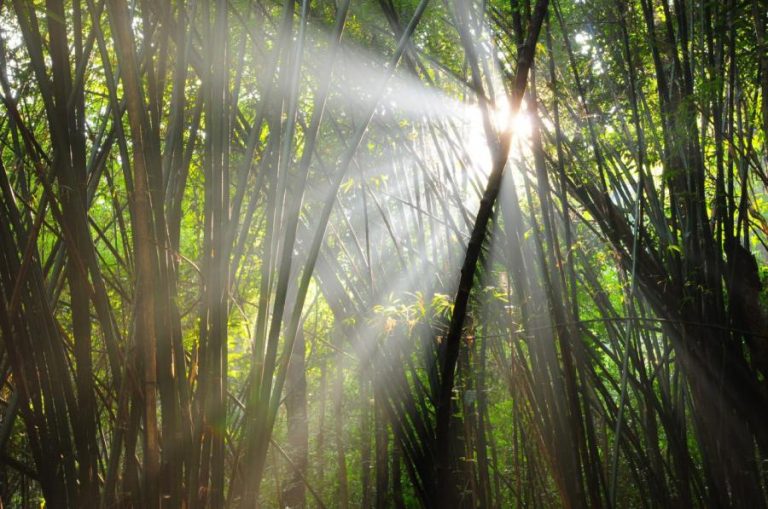 Bamboo forest in Nam Nao National Park