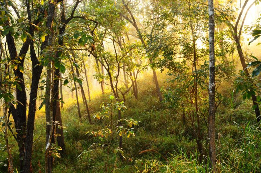 Evergreen forest in Nam Nao National Park