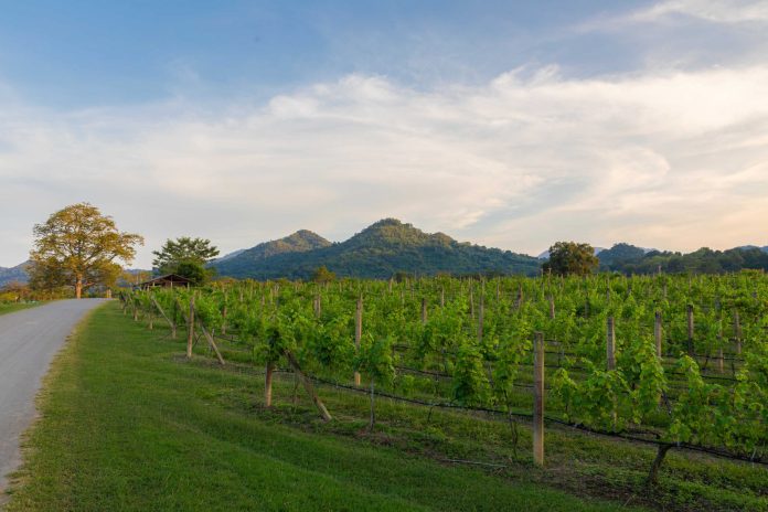 PB Valley Khao Yai vineyard PB Valley Khao Yai vineyard