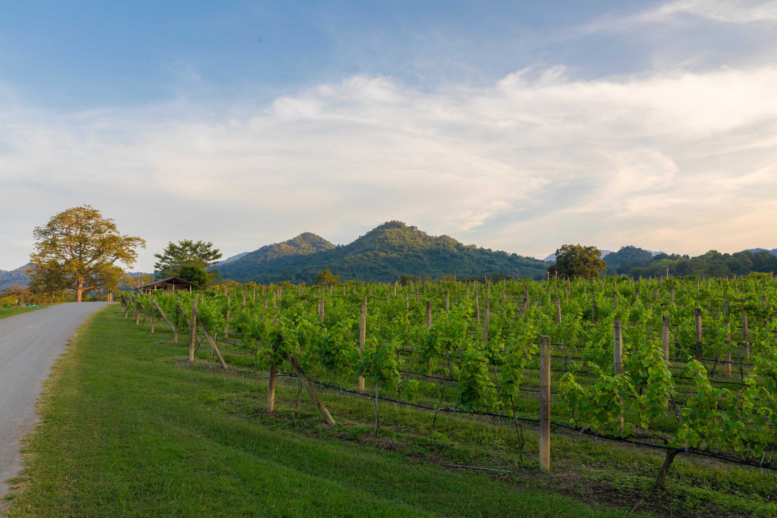 PB Valley Khao Yai vineyard