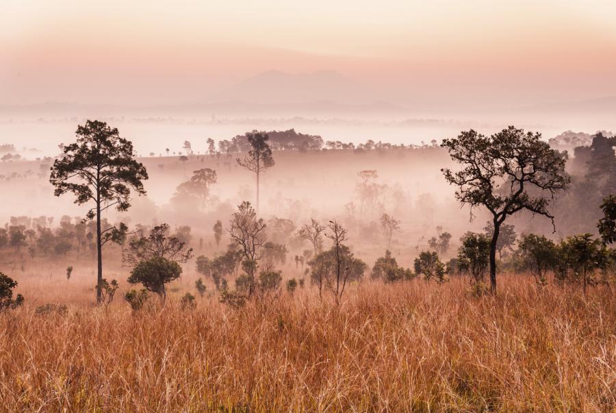 Morning mist at Thung Salaeng Luang National Park