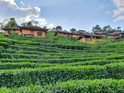 Tea village view in Ban Rak Thai