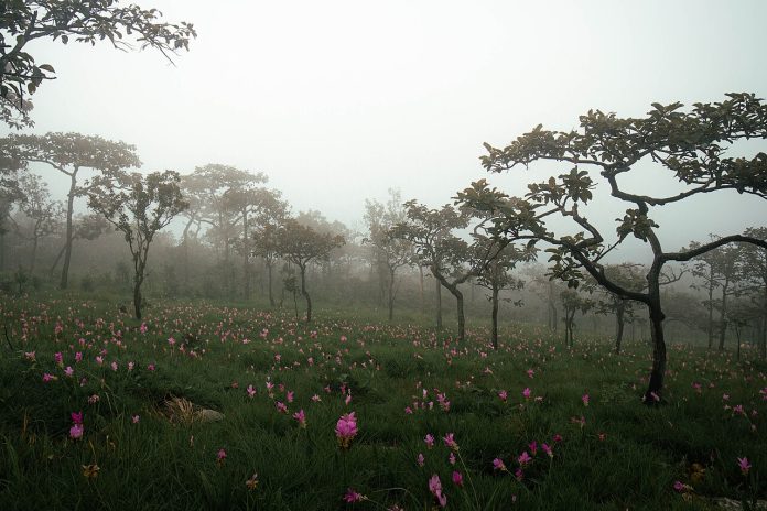 Misty Siam tulip field at Pa Hin Ngam National Park in Chaiyaphum
