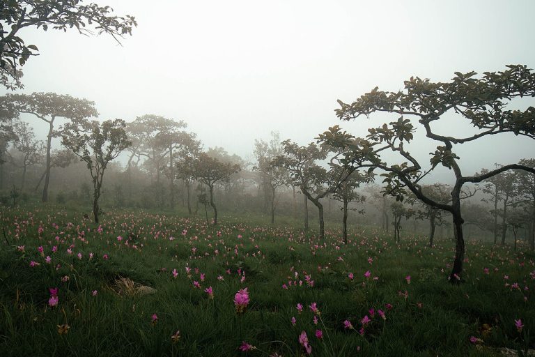 Misty Siam tulip field at Pa Hin Ngam National Park in Chaiyaphum