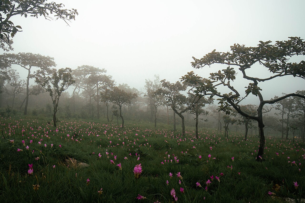 Misty Siam tulip field at Pa Hin Ngam National Park in Chaiyaphum