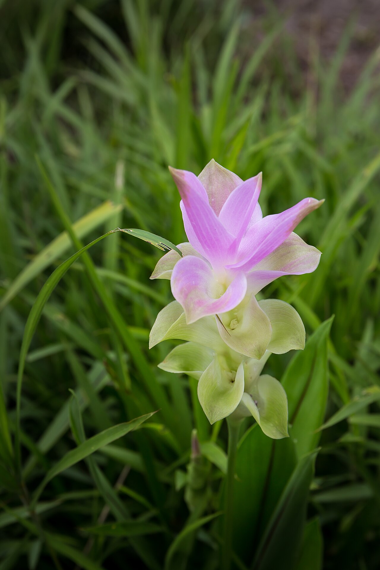 Pink curcuma flower at Pa Hin Ngam National Park
