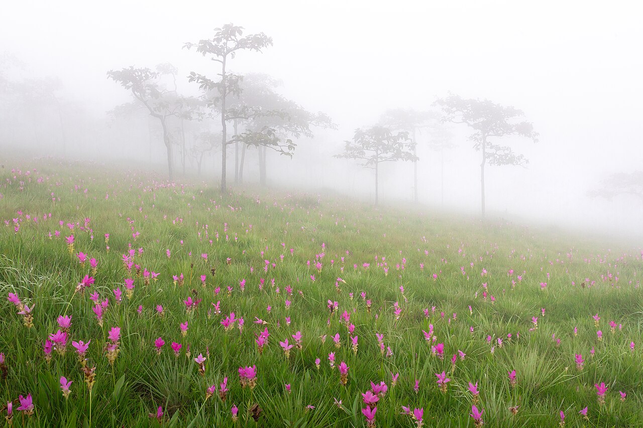 Pink curcuma flowers across Sai Thong National Park