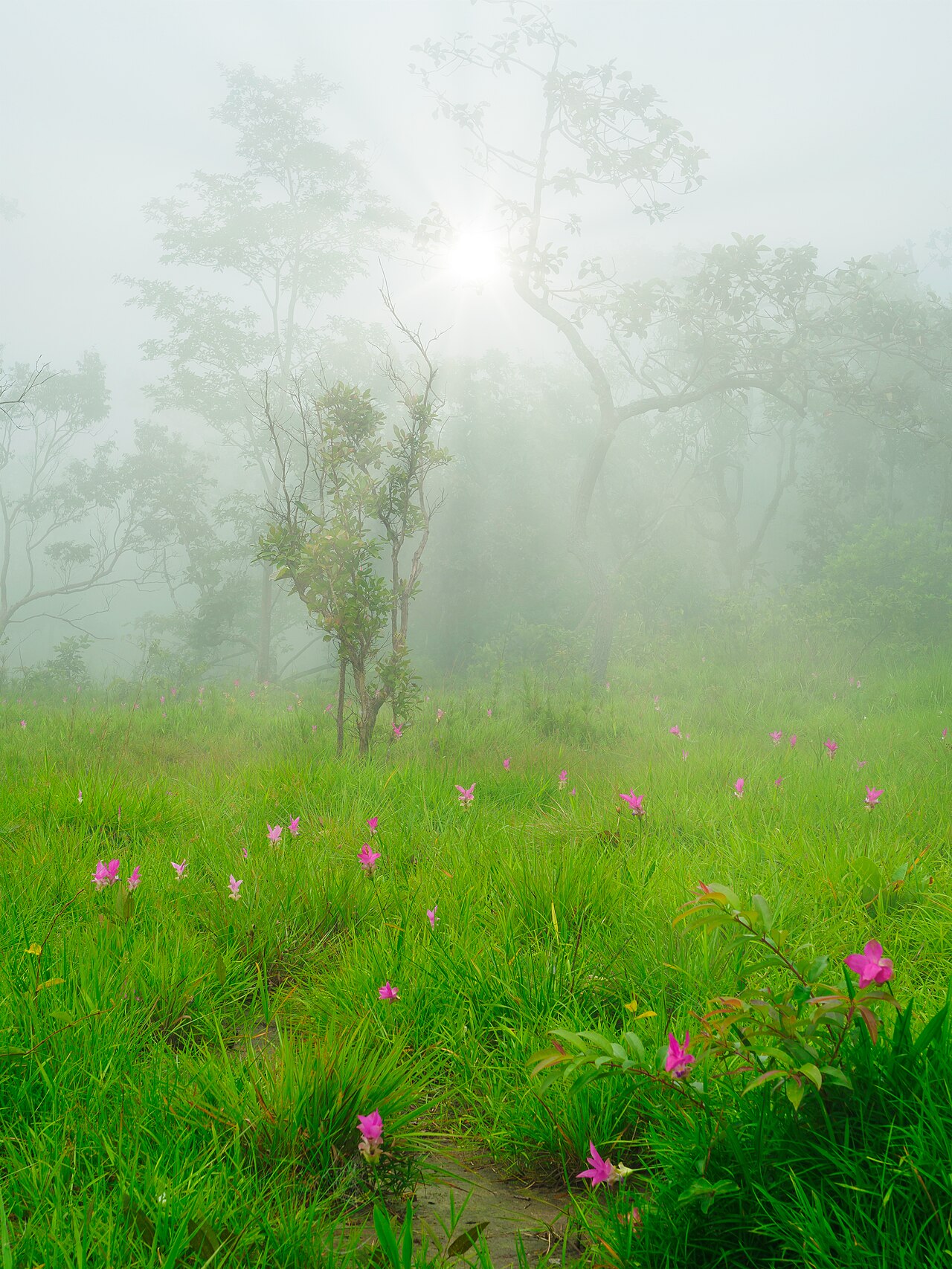 Siam tulip blooms in morning mist at Pa Hin Ngam