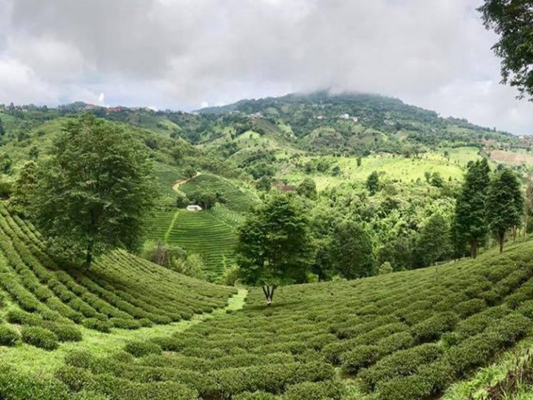Tea hills at Doi Mae Salong in Chiang Rai