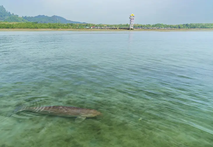 Wild dugong swimming in the waters around Ko Libong