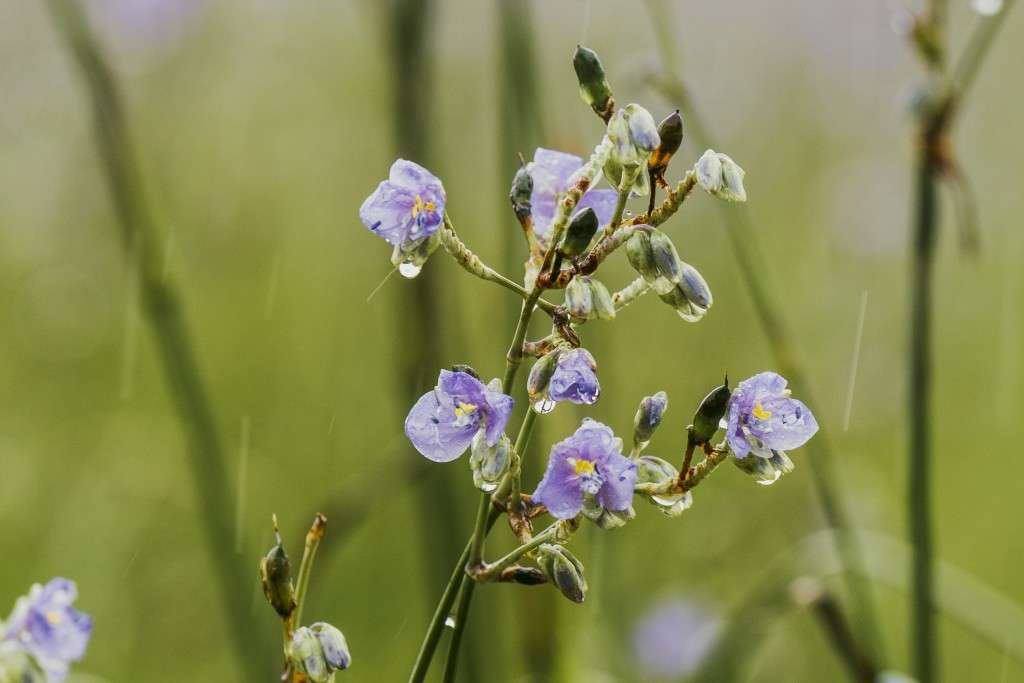 Murdannia wildflower at Phu Soi Dao National Park