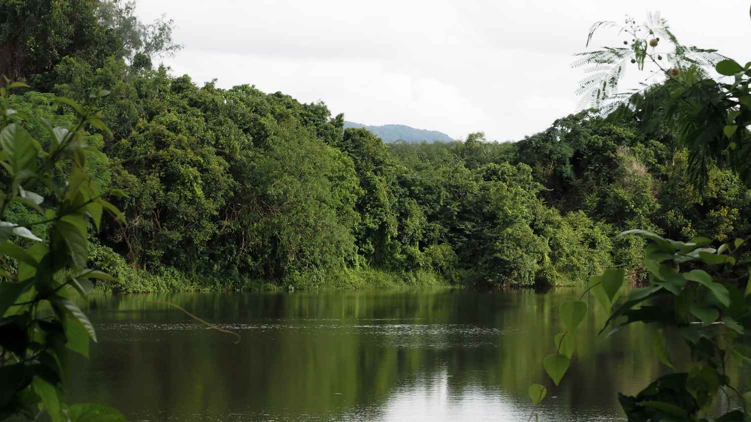 Wetland nature reserve at Tri Vananda Phuket