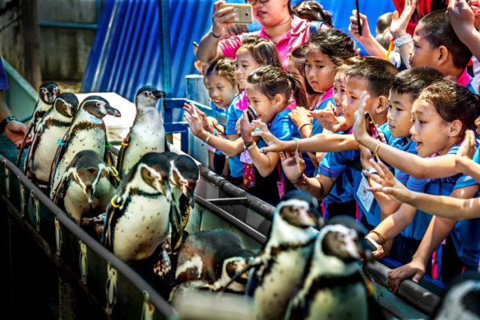 Khao Kheow penguin parade Penguin parade at Khao Kheow Open Zoo