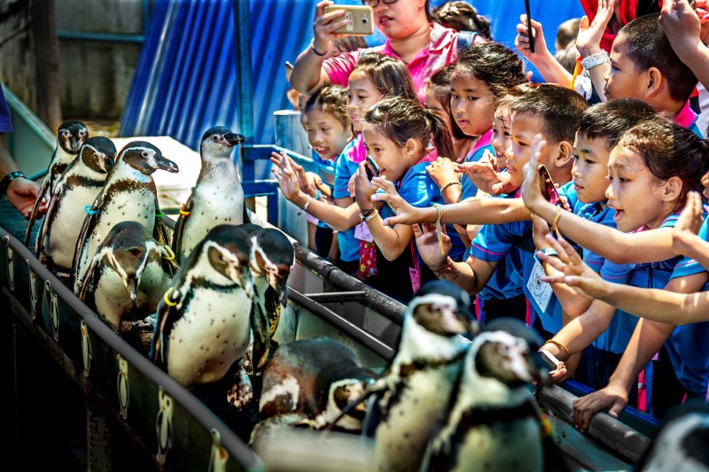 Penguin parade at Khao Kheow Open Zoo