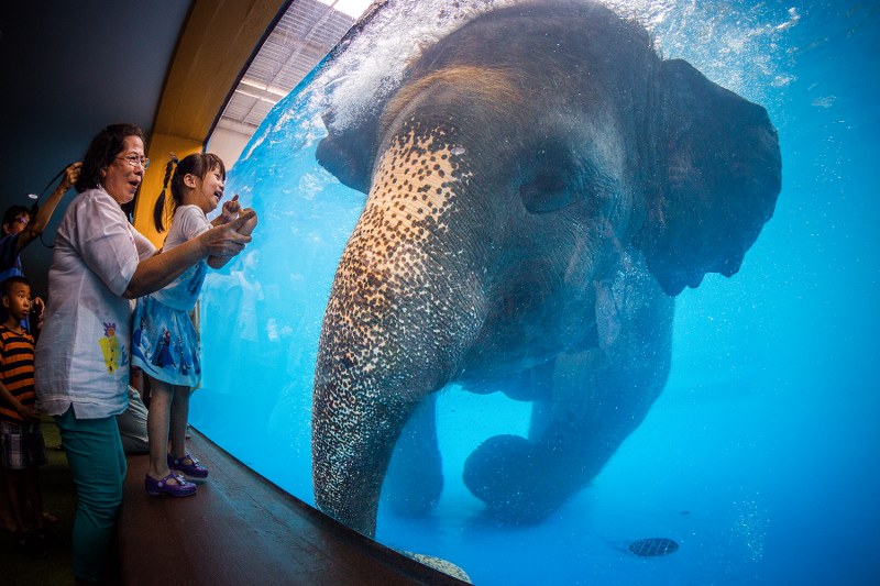 Elephant swimming presentation at Khao Kheow Open Zoo