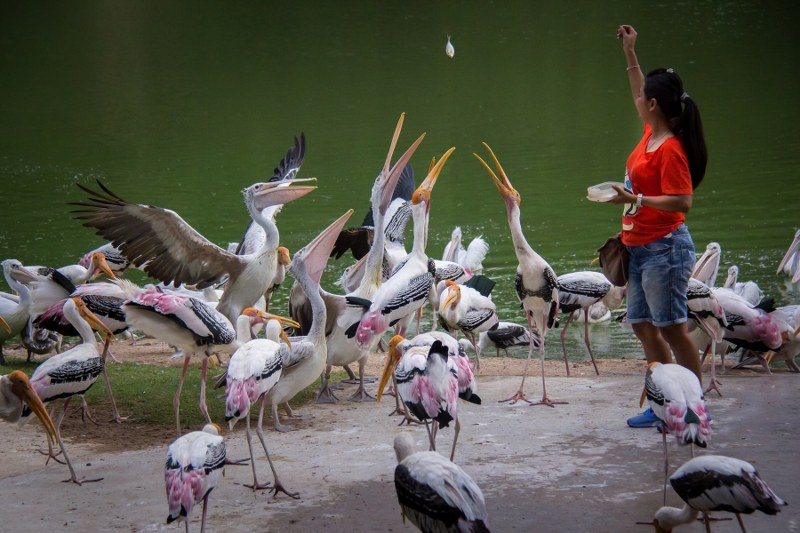 Flying parade at Khao Kheow Open Zoo