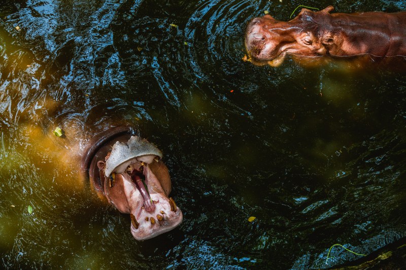 Hippopotamuses at Khao Kheow Open Zoo