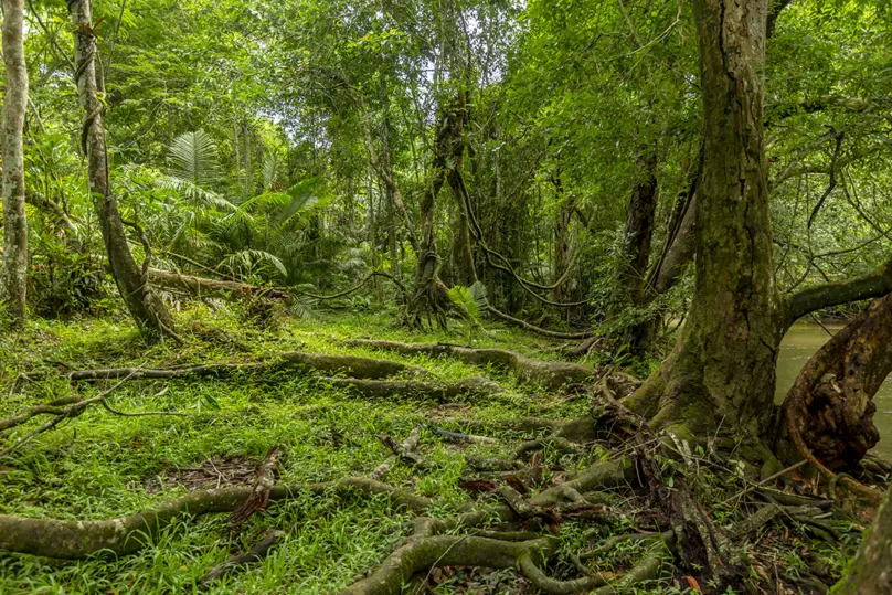 Evergreen forest on the Pha Kluai Mai to Haew Suwat route