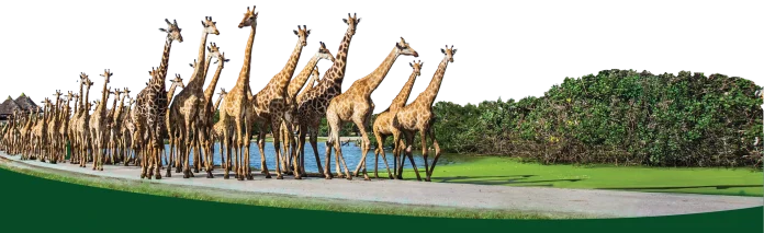 Safari World Bangkok giraffes Giraffes gathering inside Safari World Bangkok