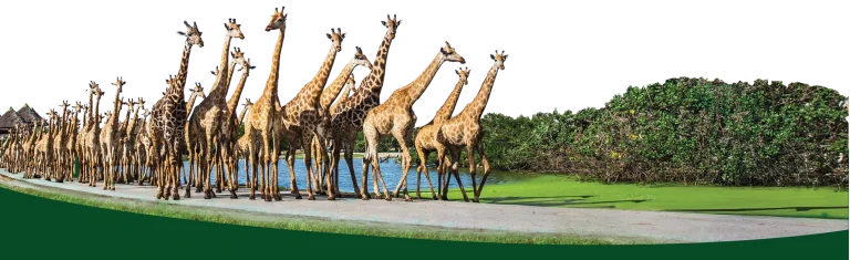 Giraffes gathering inside Safari World Bangkok
