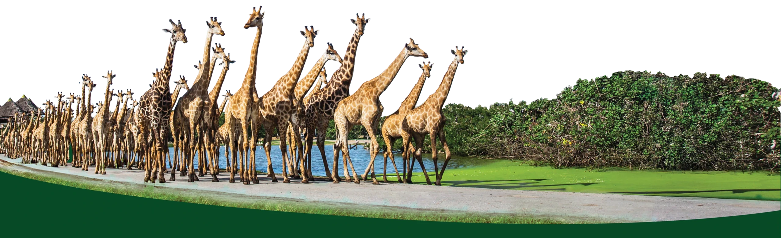 Giraffes gathering inside Safari World Bangkok