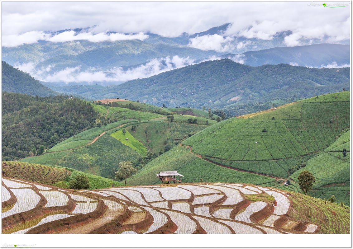 Terraced rice fields across the Pa Bong Piang valley