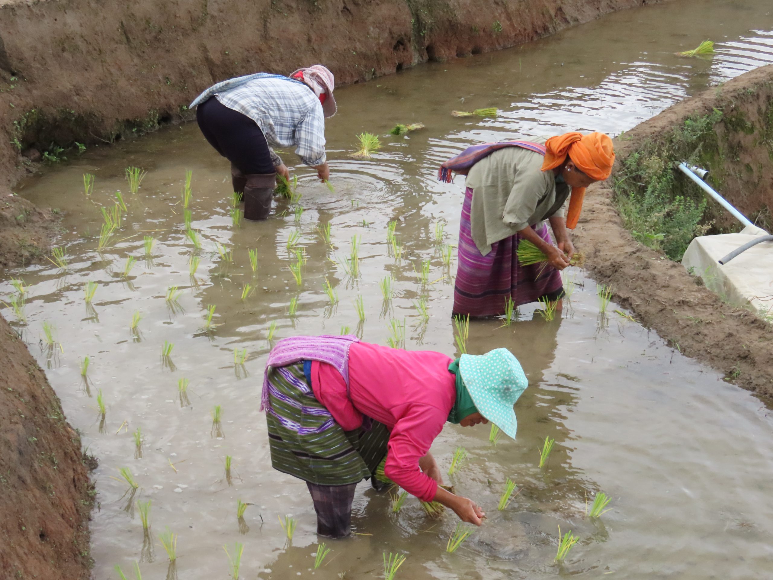 Farmers working in the rice terraces at Ban Pa Bong Piang
